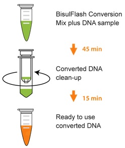 DNAのバイサルファイト(亜硫酸水素塩)処理キットの操作方法概略