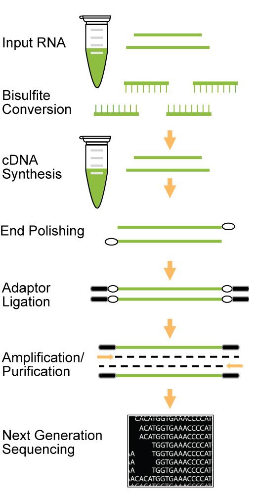 RNAバイサルファイトシークエンシング用ライブラリー作製キットの操作方法概略