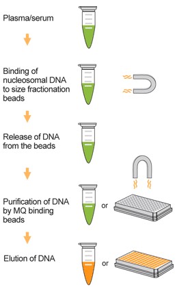 磁性ビーズによるccfDNA (循環細胞フリーDNA)精製キットの使用例