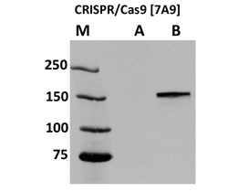 CRISPR/Cas9モノクローナル抗体の使用例1