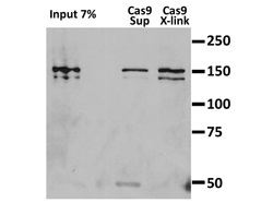 CRISPR/Cas9モノクローナル抗体の使用例3