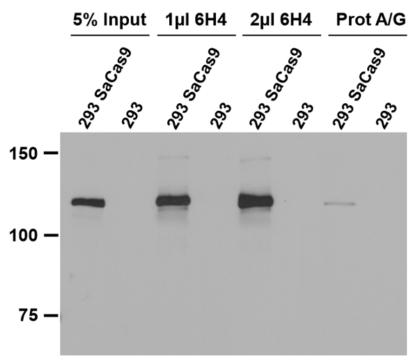 CRISPR/SaCas9モノクローナル抗体の使用例2