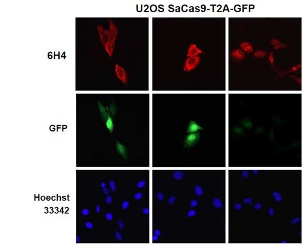 CRISPR/SaCas9モノクローナル抗体の使用例3