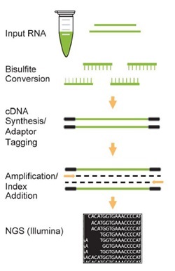 EpiNext 5-mC RNA Bisulfite-Seq Easy Kitの操作方法概要