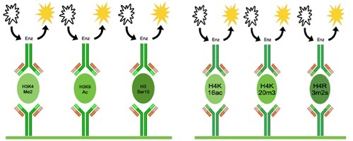 EpiQuik Histone H3/H4 Modification Multiplex Assay Kit  （Epigentek Group社）の測定原理
