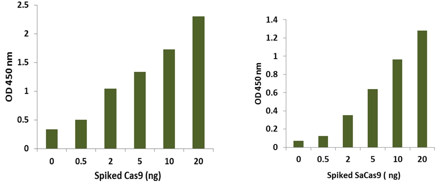 Cas9/SaCas9タンパク質量