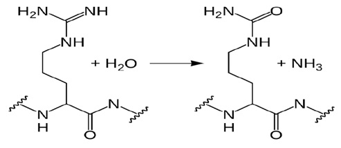 PAD4によるヒストンアルギニンのシトルリン化