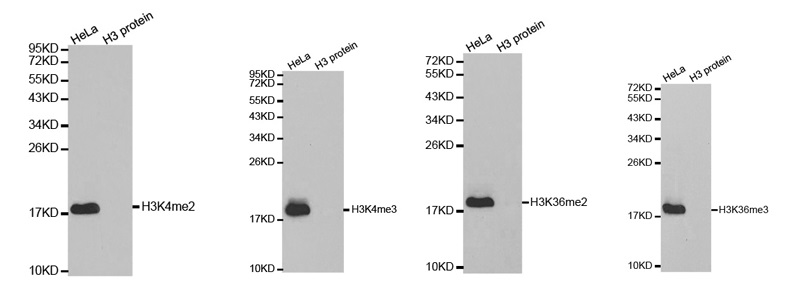 Histone H3 Methylation Antibodyの使用例