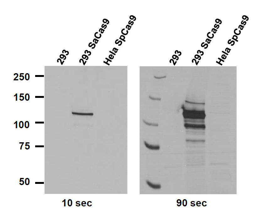 CRISPR/SaCas9モノクローナル抗体の使用例1