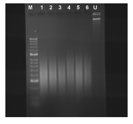 MDA-231細胞6検体から抽出したクロマチン