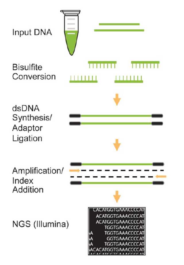 EpiNext Bisulfite-Seq High DNA Library Preparation Kit for Illuminaの操作方法概略