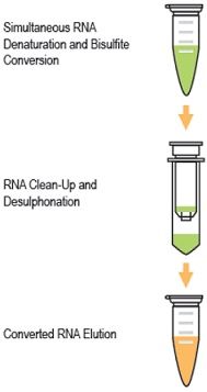 Methylamp RNA Bisulfite Conversion Kitの操作方法概略