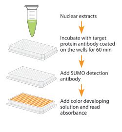 EpiQuik In Vivo Protein Sumoylation Assay Ultra Kitの操作方法概略