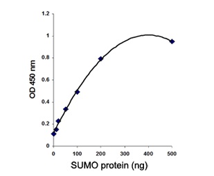 SUMO protein controlを用いた標準曲線の例