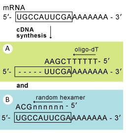 total RNAから高効率でcDNAを合成する方法