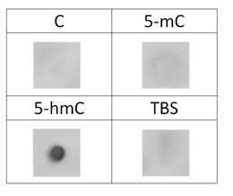 抗5-hmC抗体（#A-1018)を用いたドットブロッティング解析