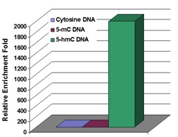 抗5-hmC抗体（#A-1018）を用いたhMeDIP解析