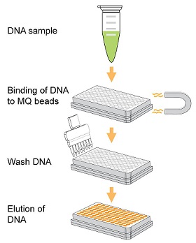 EpiNext DNA Purification HT Systemの操作方法概略