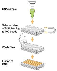 EpiNext DNA Size Selection Kitの操作方法概略