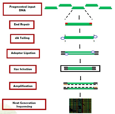 EpiNext DNA Library Preparation Kit（#P-1051）の操作方法概略 