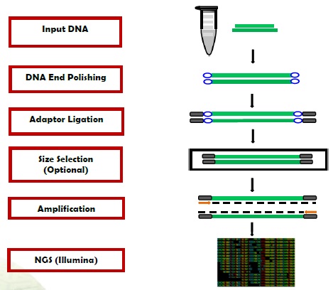 EpiNext High-Sensitivity DNA Library Preparation Kit （#P-1053）の操作方法概略