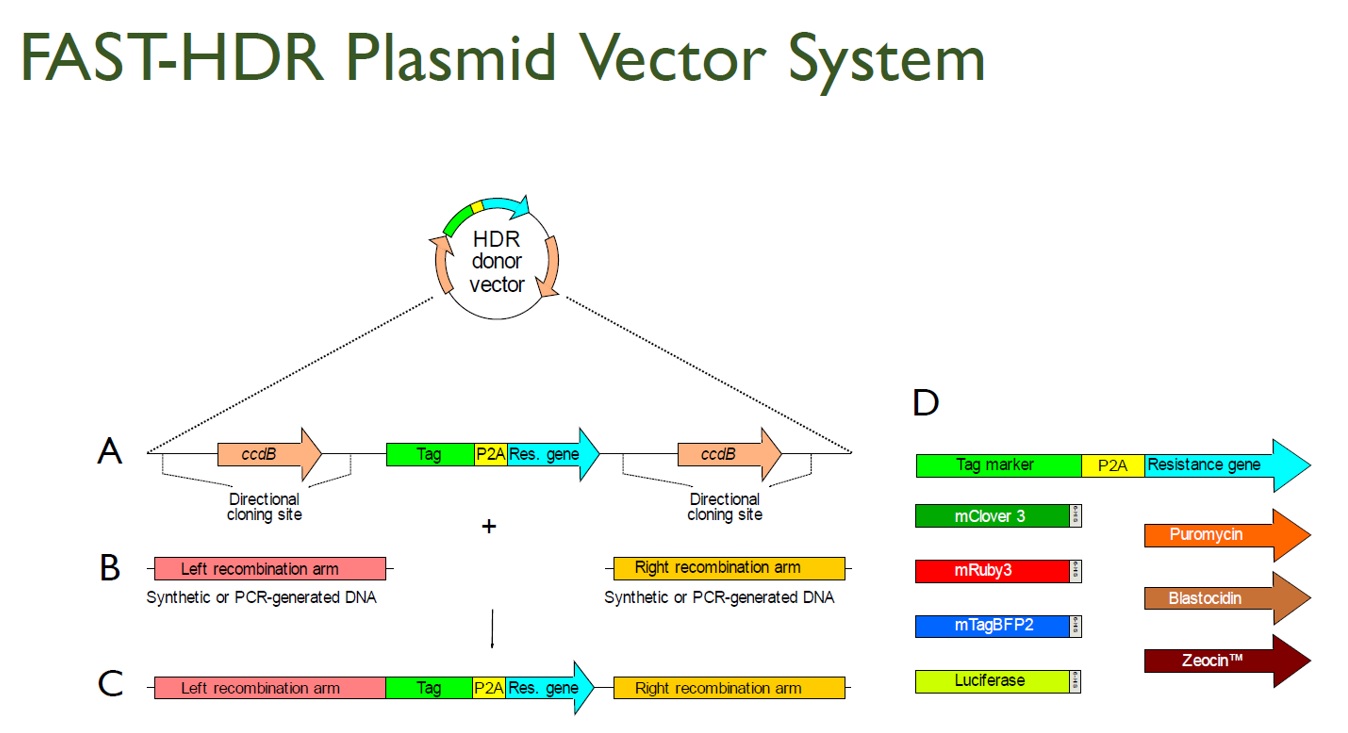 FAST-HDR Plasmid Vector System