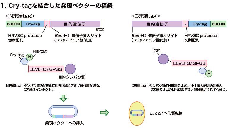 有限会社ジャパン・ラム 新規ポリペプチドタグを用いたタンパク質産生受託サービス 
