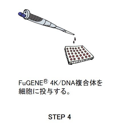 FuGENE<sup>®</sup> 4Kのプロトコル ステップ4