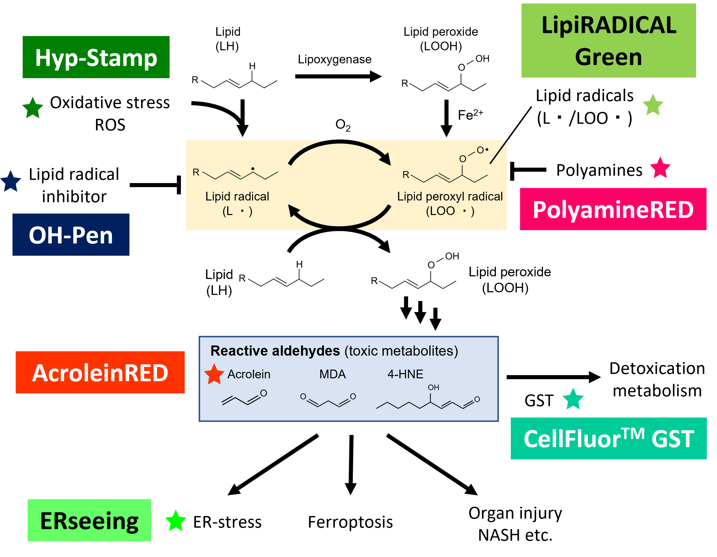 Lipid Peroxidation (LPO) chart