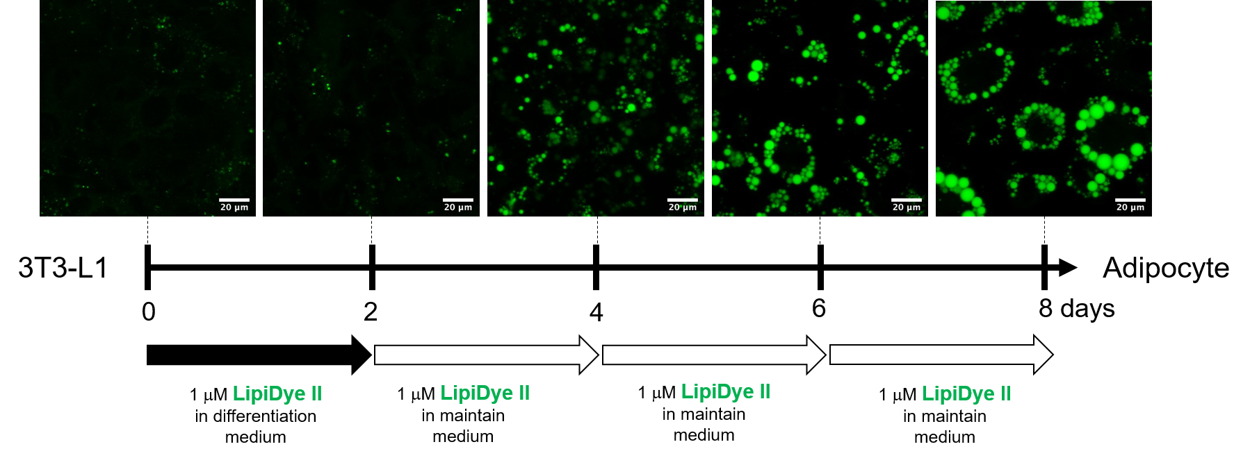 脂肪細胞の分化過程の長時間観察