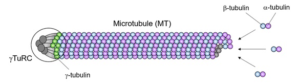 微小管形成におけるγ-tubulinの役割