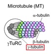 強力なγ-tubulin特異的阻害物質