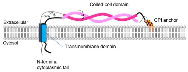 BST2/Tetherinの立体構造のイメージ図
