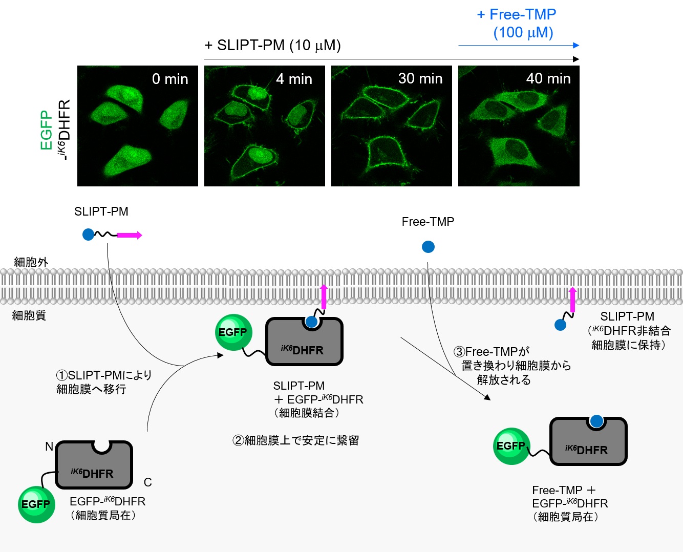 SLIPT-PMによるiK6DHFR融合EGFPの細胞膜局在化とFree-TMPによる膜局在の解消
