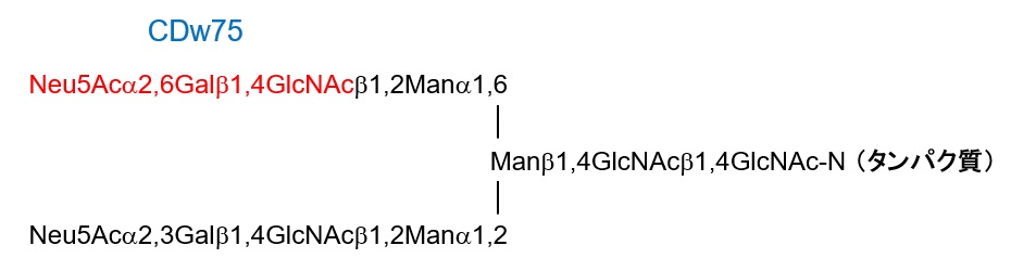 CDw75（赤字部分）を含む糖鎖の例