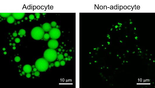 Fluoroscent Dye for Lipid Droplets