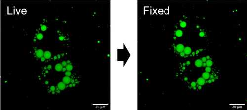 Comparison of the fluorescence intensity under live cell and after PFA fixation
