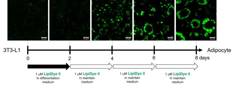 Long term staining during adipocyte differentiation and maturation