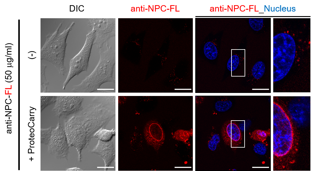 Transfection of fluorophore-conjugated anti-nucleus pore complex (NPC)