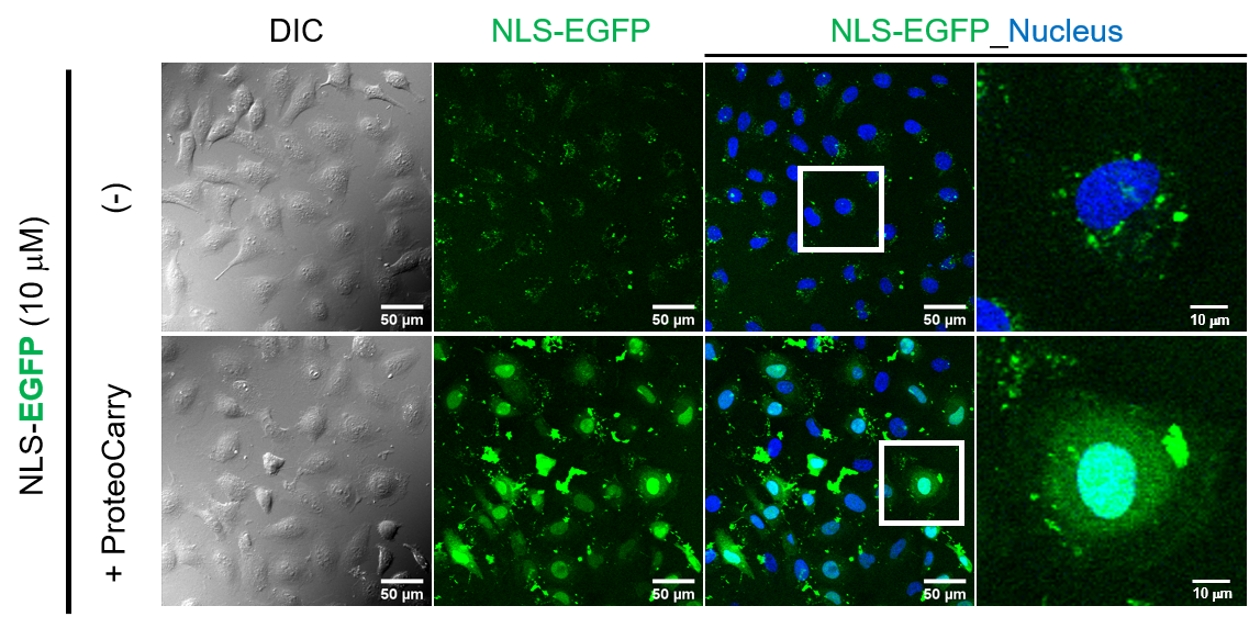 Transfection of nuclear-localizable EGFP