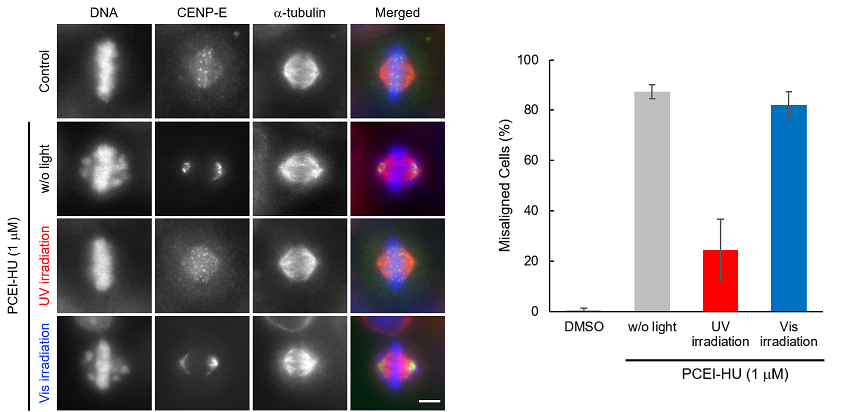 Fig.5 Cellular localization of chromosomes, CENP-E and tubulin under photo-dependent PCEI-HU HeLa cells were treated with 1 μM PCEI-HU and 20 μM MG132*1 under following three conditions. 