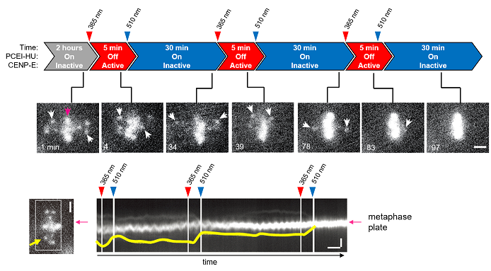 Live cell imaging of mitotic chromosomes in PCEI-HU treated LLC-PK 1 cells
