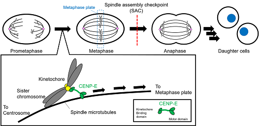 Fig.1 Overview of CENP-E in mitosis