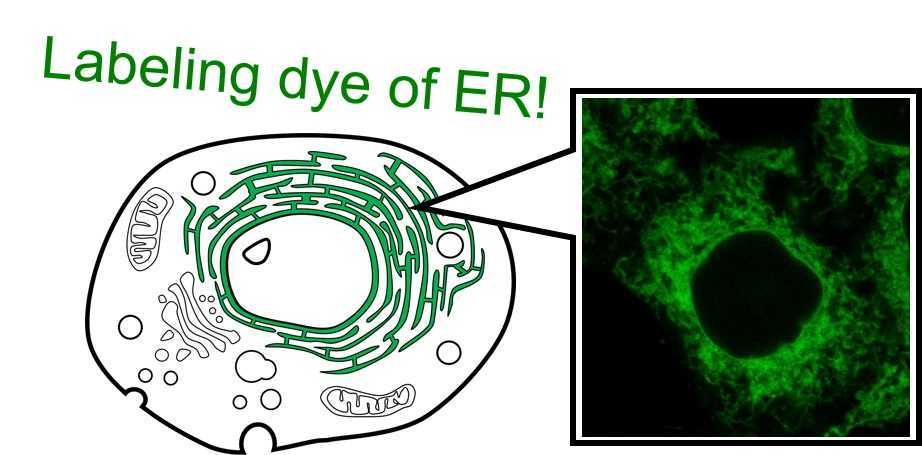 ERseeing Labeling dye of ER