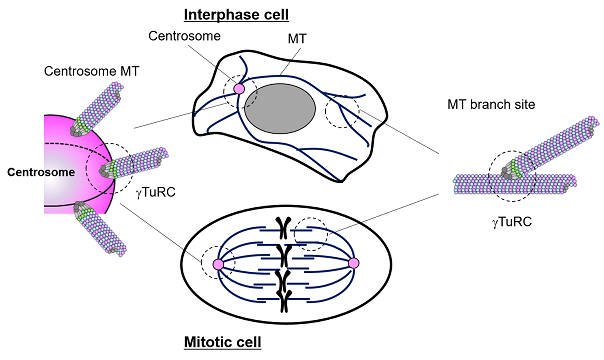 Fig 2. Overview of γ-tubulin function in interphase cell and mitotic cells