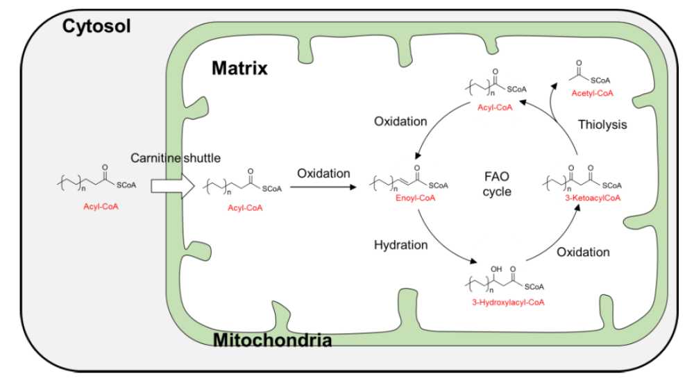 FAOBlue mitochondoria