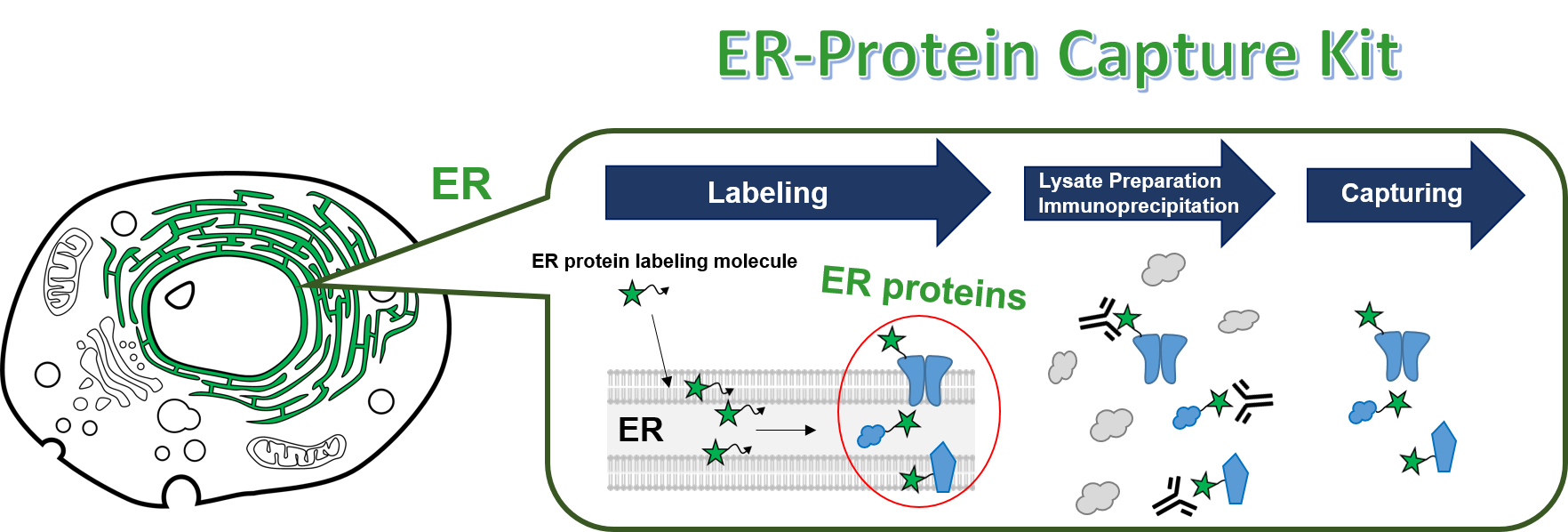 ER-Protein Capture Kit model