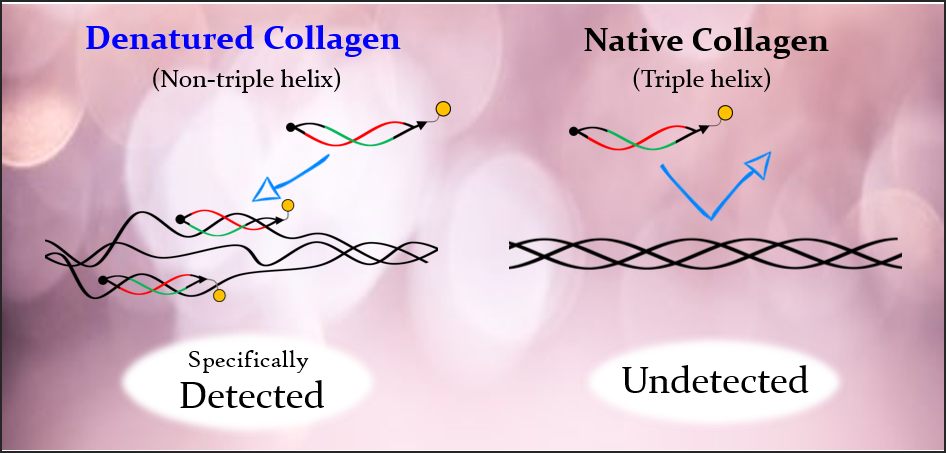 Denatured Collagen Detection Reagent: DCDR 