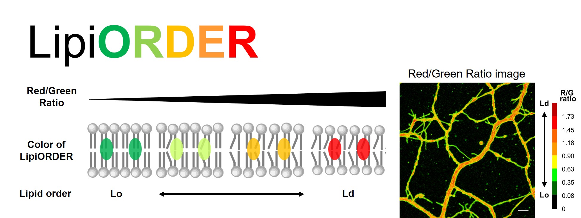 Image of phase state of lipid membrane