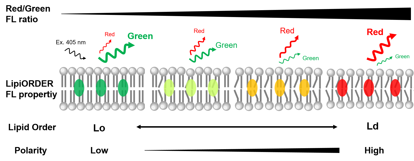 Graphical overview of lipid order-dependent fluorescent change of LipiORDER